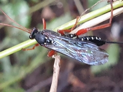 Echthromorpha intricatoria