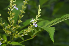 Vitex negundo cannabifolia