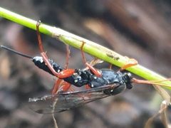 Echthromorpha intricatoria