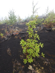 Populus suaveolens