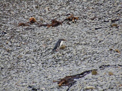 Megadyptes antipodes