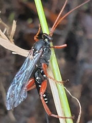 Echthromorpha intricatoria