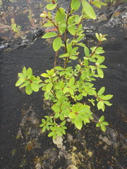 Populus suaveolens