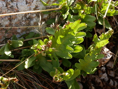 Polypodium vulgare