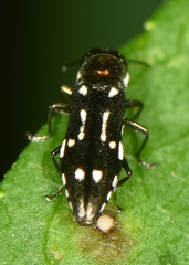 Agrilus scitulus
