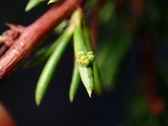 Eriophyes adenostomae