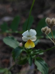 Viola arvensis
