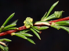 Eriophyes adenostomae