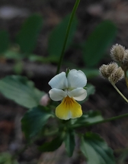 Viola arvensis