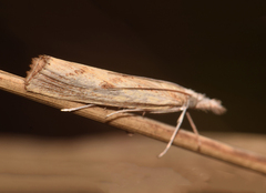 Agriphila