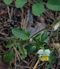 Viola arvensis