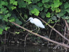 Egretta garzetta