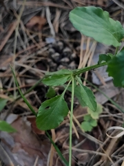 Viola arvensis