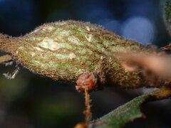 Andricus chrysolepidicola