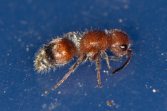 Pseudomethoca frigida