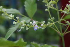 Vitex negundo cannabifolia
