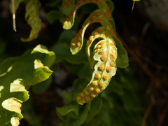 Polypodium vulgare