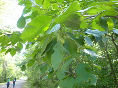 Alnus alnobetula