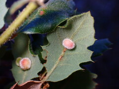 Atrusca trimaculosa