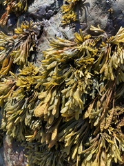 Pelvetiopsis limitata