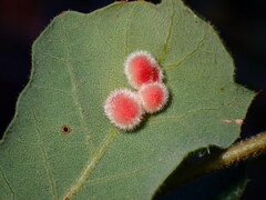 Atrusca trimaculosa