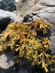 Pelvetiopsis limitata