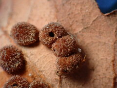 Atrusca trimaculosa