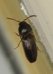 Eucnemidae