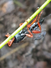 Echthromorpha intricatoria
