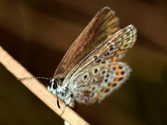 Plebejus argus