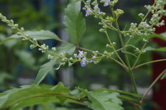 Vitex negundo cannabifolia