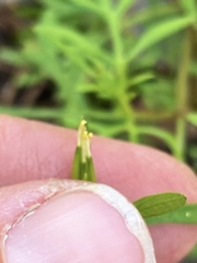 Bidens lemmonii