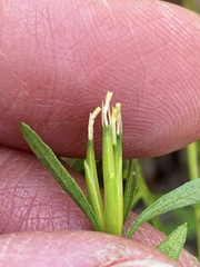 Bidens lemmonii