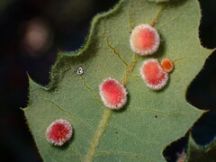 Atrusca trimaculosa