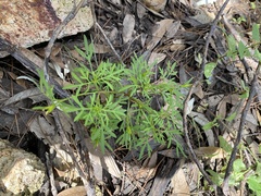 Bidens lemmonii