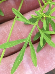 Bidens lemmonii