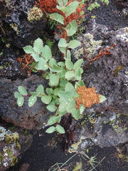 Spiraea beauverdiana