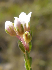 Diosma