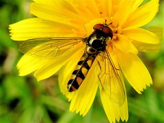 Meliscaeva auricollis