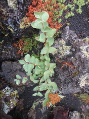Spiraea beauverdiana