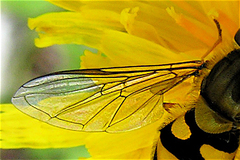 Meliscaeva auricollis