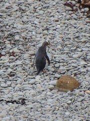 Megadyptes antipodes