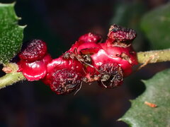 Disholcaspis prehensa