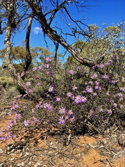 Olearia magniflora