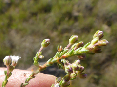 Diosma