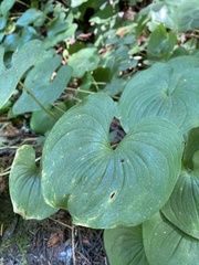Maianthemum dilatatum
