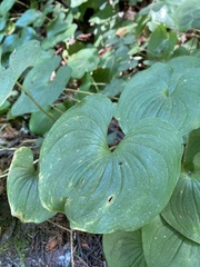 Maianthemum dilatatum