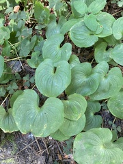 Maianthemum dilatatum