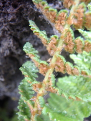 Dryopteris fragrans