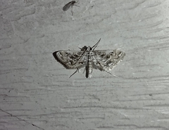 Parapoynx allionealis